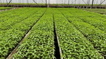 Rows of young green seedlings growing in long trays inside a large greenhouse.