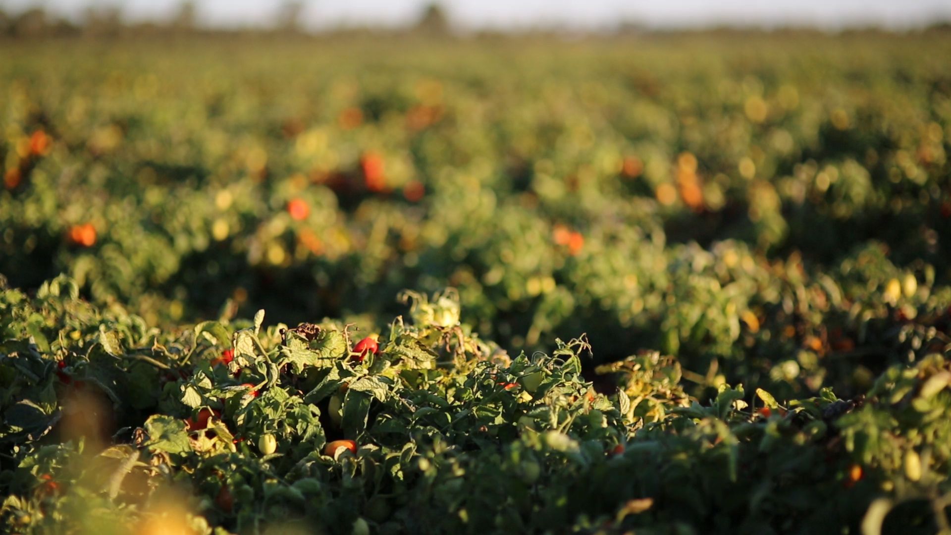 An image of a lush, green tomato field.