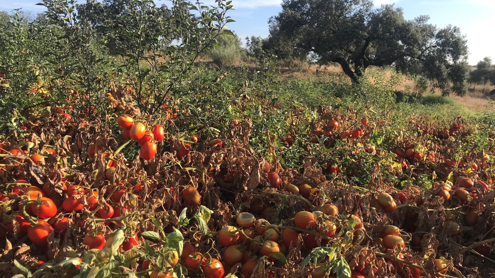 A field of tomatoes, grown with regenerative agriculture practices to improve water management and soil health