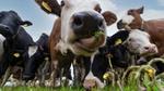 Close-up of cows grazing in a grassy meadow