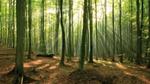 Forest in sunlight