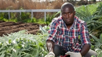 Man in checkered shirt working in a garden.