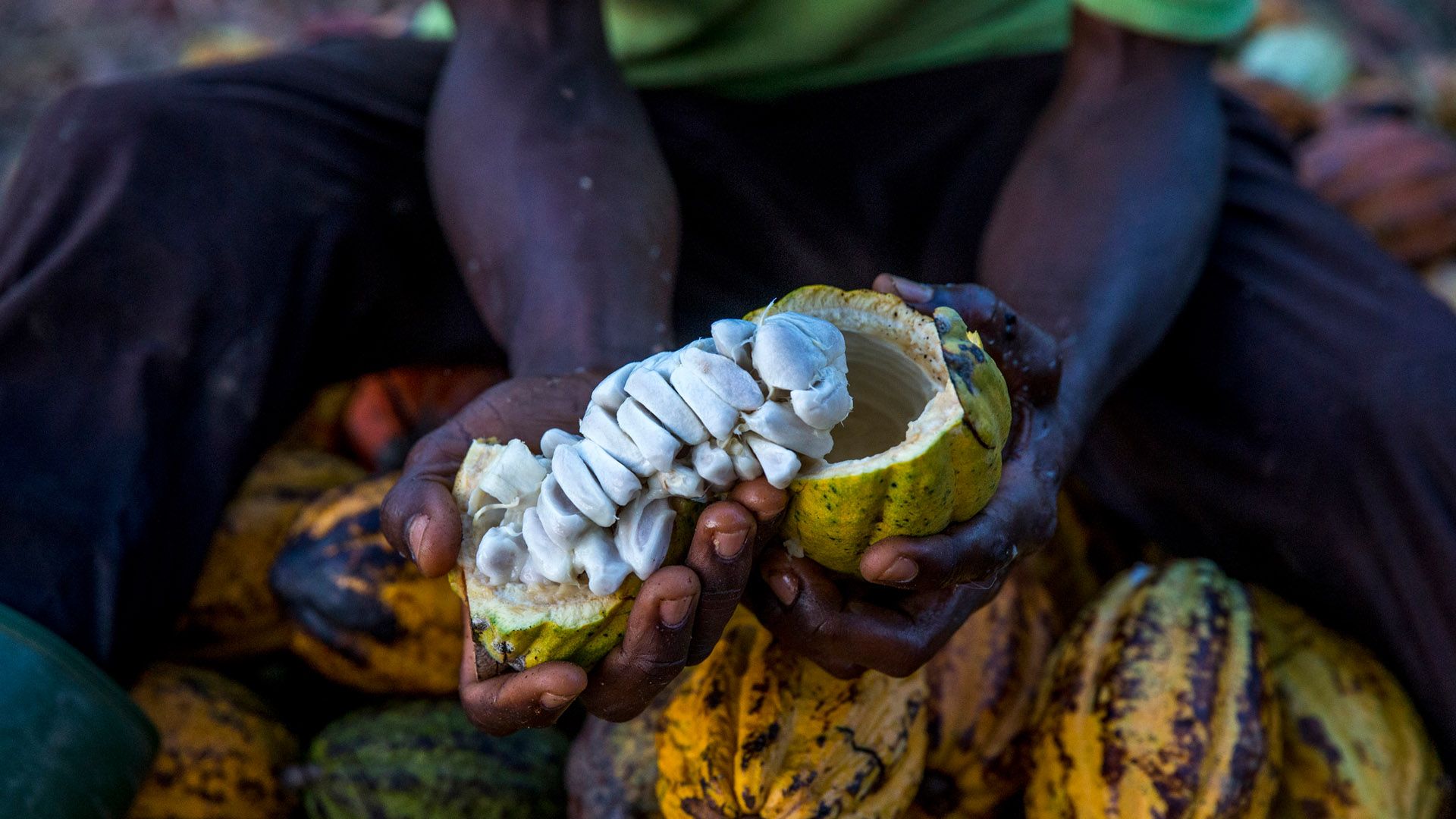 Mains qui tiennent du cacao