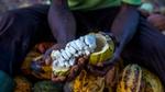 Mains qui tiennent du cacao