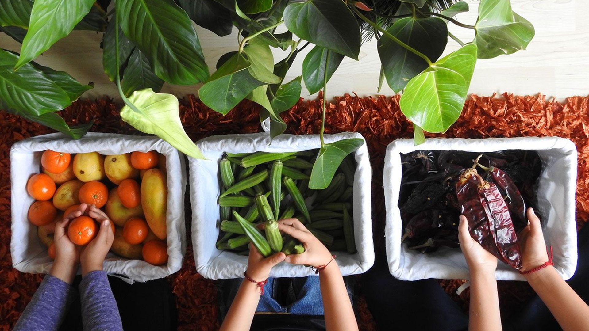 Hands holding fruit and vegetables. Oranges, Okra, dried chillies