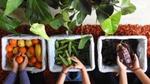 Hands holding fruit and vegetables. Oranges, Okra, dried chillies