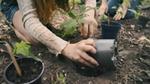 Children planting seedlings.