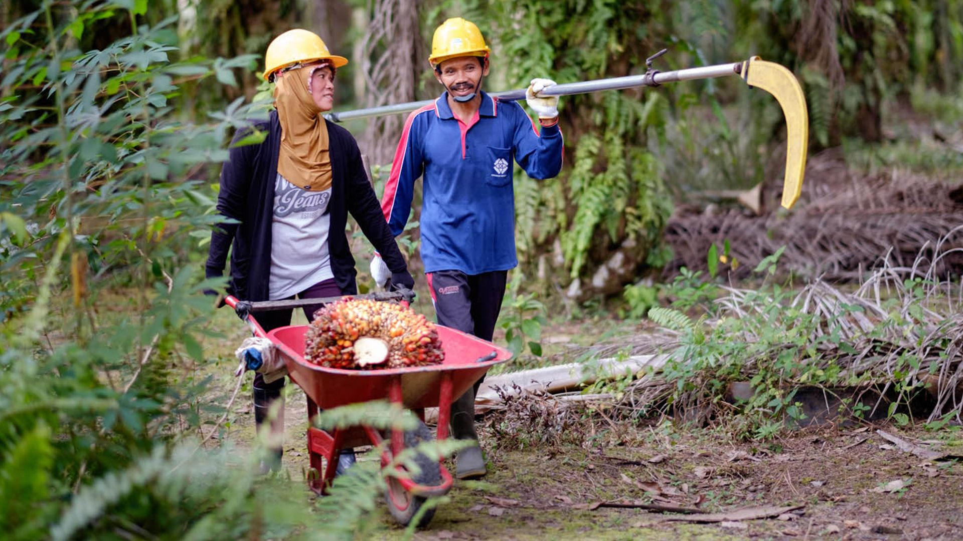 Two smallholder farmers walking through oil palm plantation in Indonesia, woman pushing barrow, man carrying cutting tool