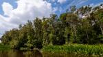 A vibrant green forest alongside some water