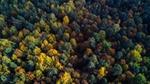 Birdseye view of a forest of trees